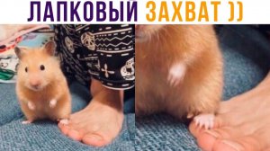 Лапковый захват ХОМЯКАДЗЕ))) Приколы