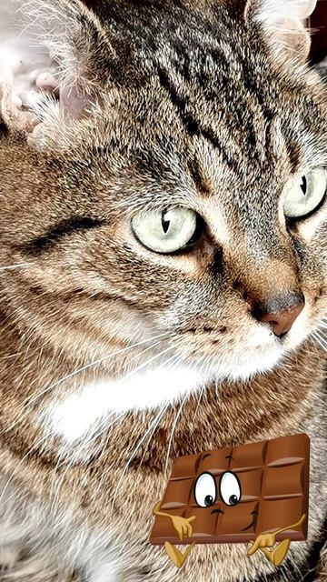 Хвостик шепчет: «Шоколадка полезна, если ты даришь её с любовью» 💖🐾🍫