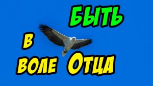 Быть в воле Отца - Василий Савич. Христианские проповеди
