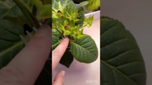 как опылять глоксинии, мой опыт и результат 🌸🌱🍃🏵🏵🏵