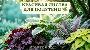Топ растений с шикарной листвой для полутени 🌿