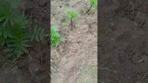 Деревенское видео из личного архива .25 июля 2026г.