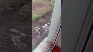12.08.2026  хароши дожд пашол