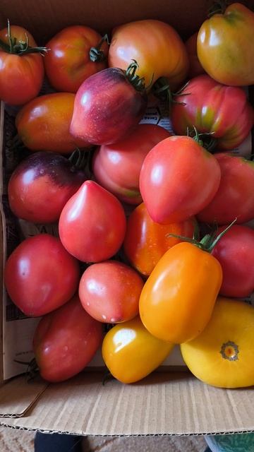 Собираю помидоры.🍅🍅🍅