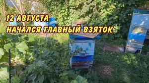 12 августа начался главный взяток