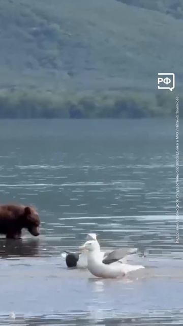Медвежий детский сад открылся на Курильском озере!