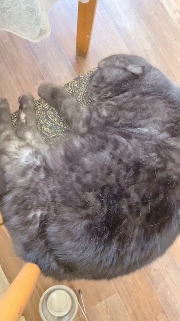 Гришин распорядок дня 😺