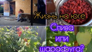 12-08-2026/ Слива или шарафуга?!/ Жизнь на юге после переезда/ Жизнь на Кубани/