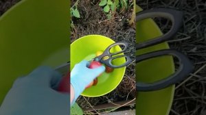 Собрала урожай 🍅 Щас придёт Ирина и мы ещё раз КОФЕЙНЁМ 😊