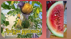 Выращивание арбузов и дынь на Урале: итоги августа 2026 года. Дегустация первого плода