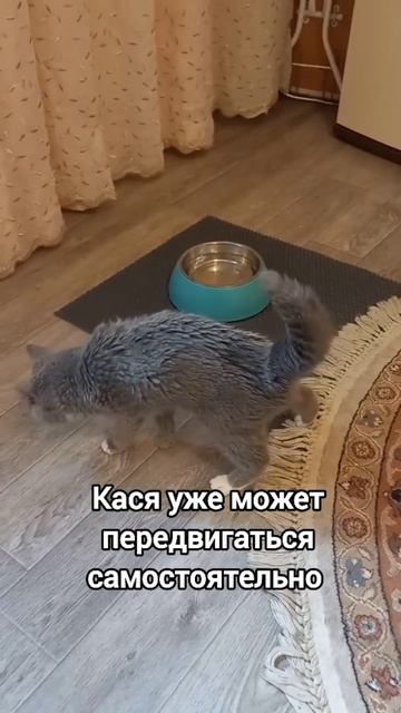 ВОЛГОГРАД! КАСИОПЕЕ ОЧЕНЬ НУЖНА НАША ПОМОЩЬ! 🚨
Друзья, этой особенной кошке-загадке не справиться
