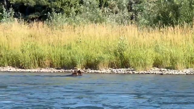 Медведь переплывает водоем в Республике Алтай