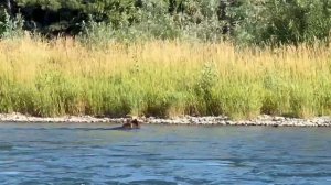 Медведь переплывает водоем в Республике Алтай