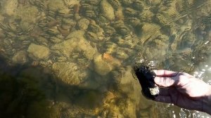 В выходной на сбор ракушки, деликатес.