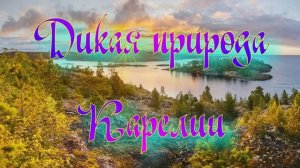 Дикая природа Карелии