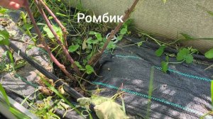 Виноград в калужской на 09.08.26. Последняя перед урожаем обработка. И плановые работы.