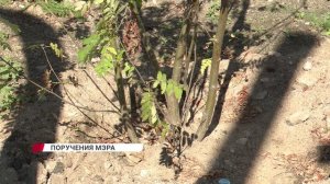 Реанимировать городские цветы и деревья