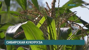 Специалисты иркутского «Россельхозцентра» ведут работы по созданию нового сорта кукурузы