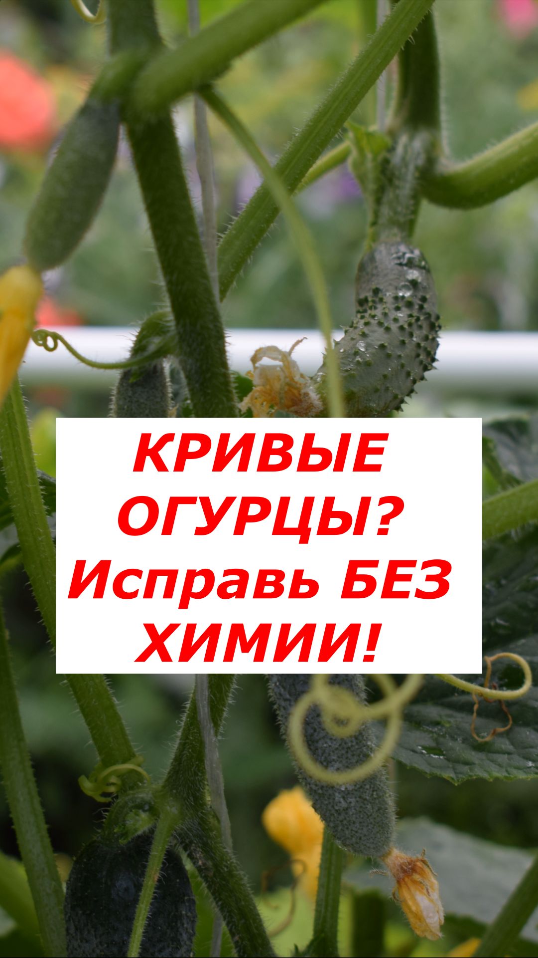 Почему огурцы растут кривыми и как это исправить без химии?