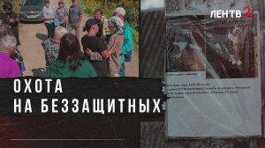 Массовое истребление кошек в Мшинской: хозяева бьют тревогу