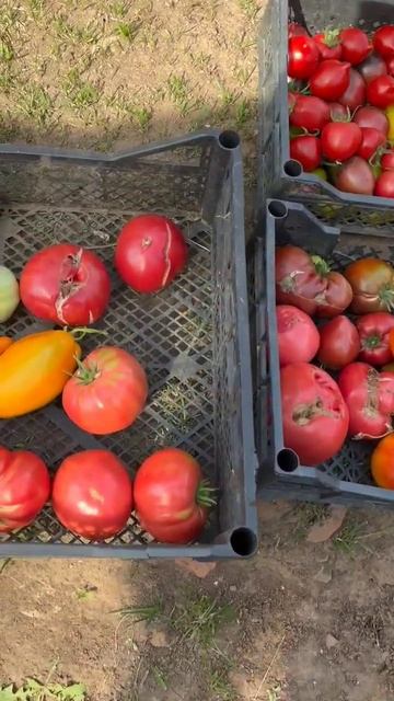 Отличный урожай томатов 🍅❤️