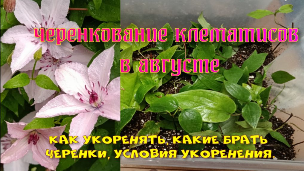 Черенкование клематисов в августе