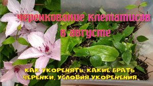 Черенкование клематисов в августе
