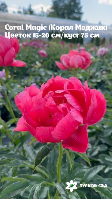 Coral Magic Peony. Корал Меджик пион. Пулков сад