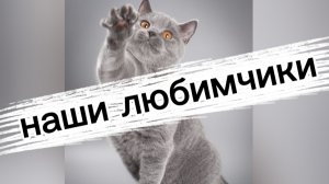 Порода — это ЛОЖЬ! Учёные молчали, а я скажу правду о котах