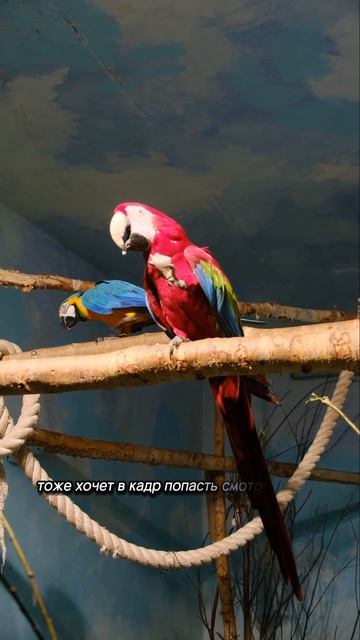 Екатеринбургский зоопарк. Попугай Ара кушает.