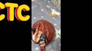 секретный агент и шлёпа вырезанный фрагмент