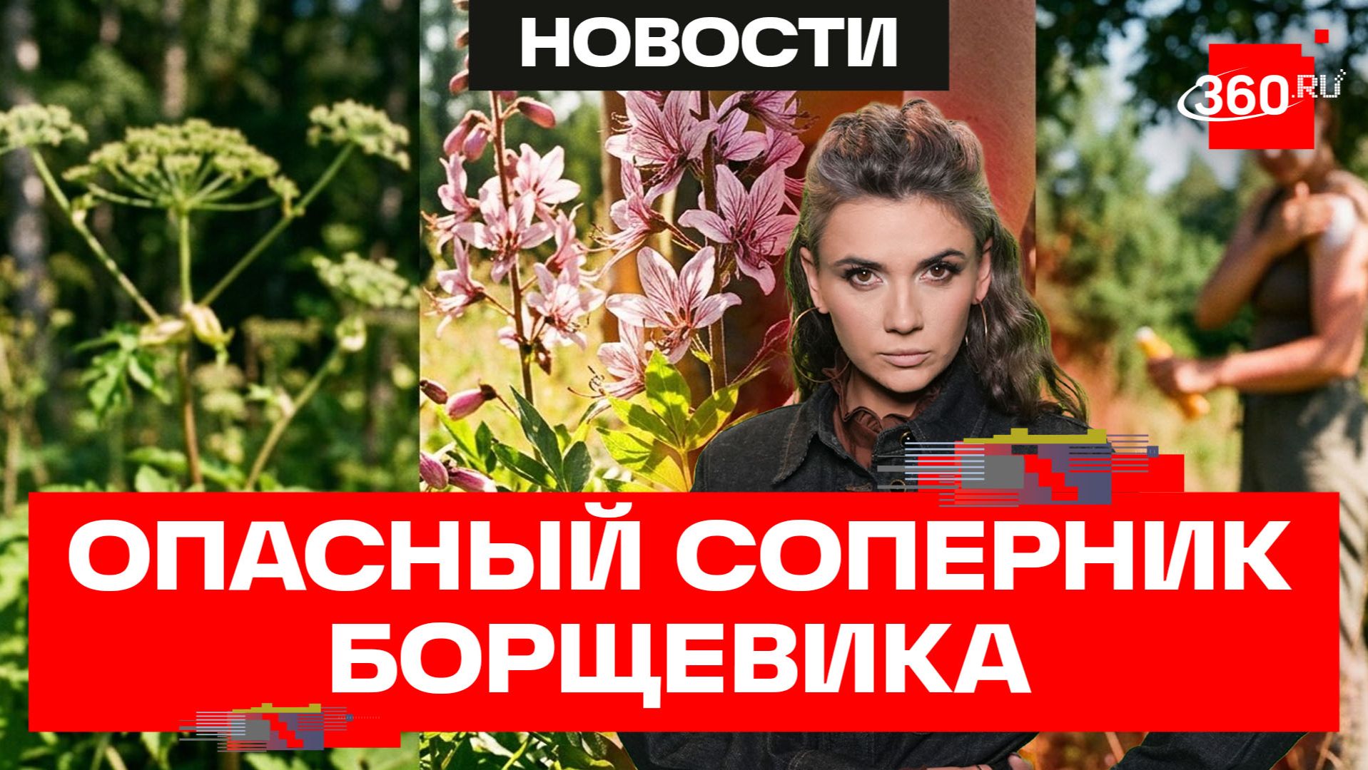 Конкурент борщевика наступает: чем опасен ясенец?
