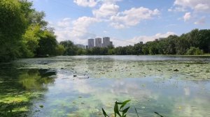 Парк усадьбы Михалково: кувшинки, уточки и минуты тишины. Релакс-видео. Лето 2026
