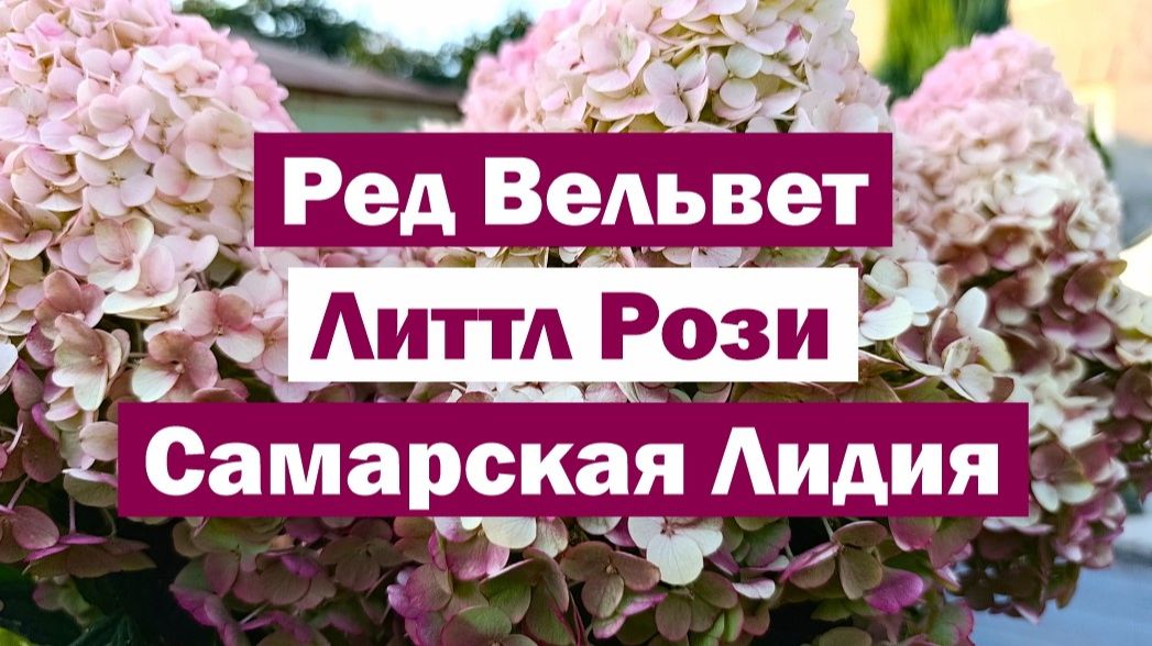 Обзор метельчатых гортензий: РЕД ВЕЛЬВЕТ, ЛИТТЛ РОЗИ, САМАРСКАЯ ЛИДИЯ