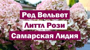Обзор метельчатых гортензий: РЕД ВЕЛЬВЕТ, ЛИТТЛ РОЗИ, САМАРСКАЯ ЛИДИЯ