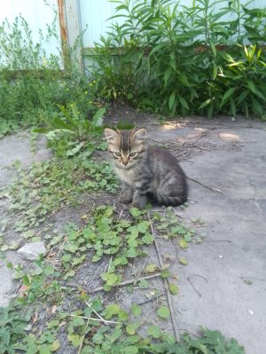 Котёнок