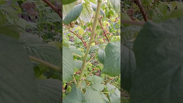 Вкусняшки витаминки с огорода.