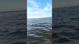 Рыбалка на Финском заливе. Бронка. Судак.