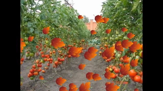 Помидоры вянут(слова и муз Зеленина А.Б)