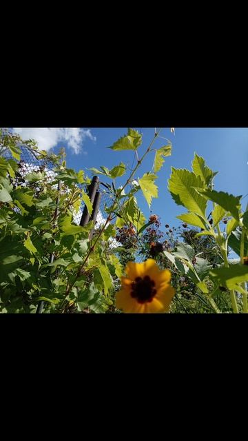 Август в моём цветнике🌼🌼🌼🌼#песня# Россия🇷🇺🇷🇺🇷🇺🇷🇺