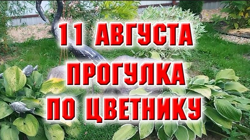 11 августа. Прогулялась по цветнику