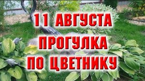11 августа. Прогулялась по цветнику