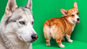 МЕНЯ НАКАЗАЛ БАНДИТ! ВЛОГ БЕЗ МОНСТРОВ! Корги Коржик Говорящая собака