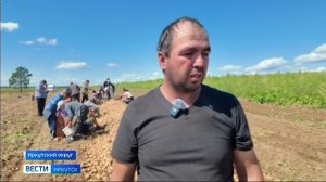 К уборке урожая ранних сортов овощей приступили в Иркутском округе