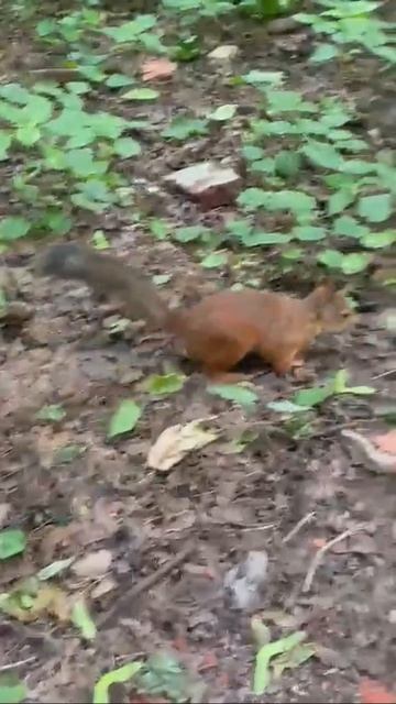 Белка 🐿️ в парке