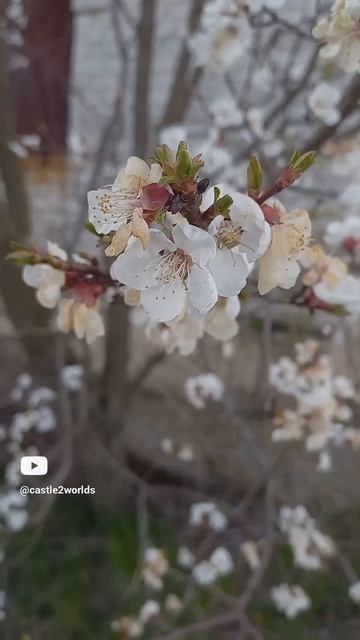 Майская цветущая вишня