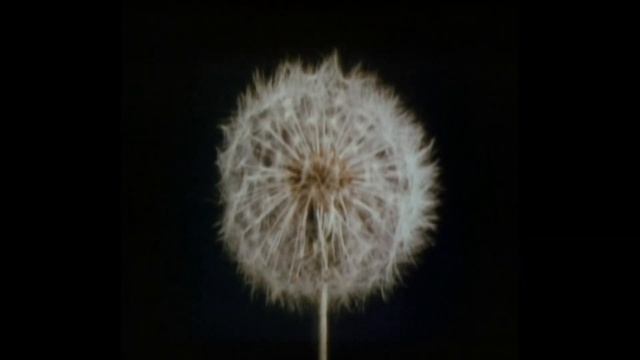 LFO - Blown