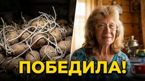 Картошка в подполе решила вырасти, а я решила, что нет : дни в деревне