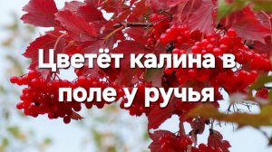 Цветёт калина в поле у ручья (На украинском языке)