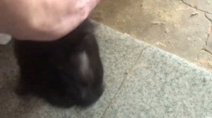 В приюте все без изменений